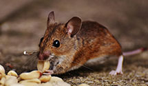 24 Hour & Emergency Exterminators in Rncho Domingz, CA